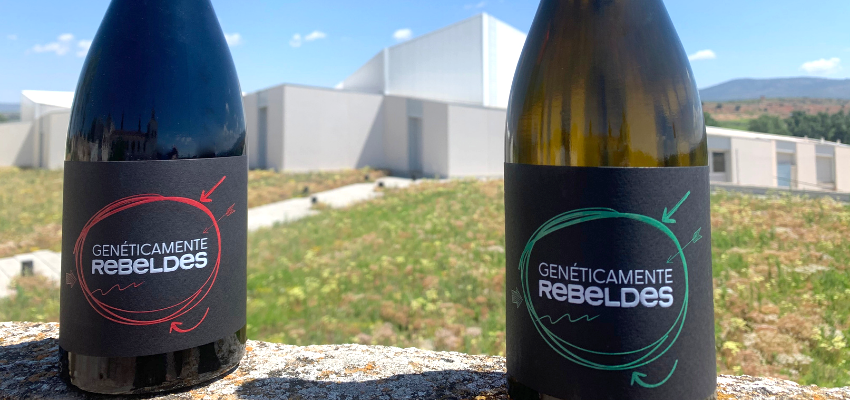 vinos-solidarios-geneticamente-rebeldes-asindown-sindrome-down-bodega-sierra-norte