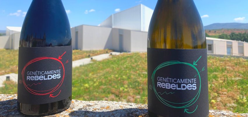 solidarity-wine-geneticamente-rebeldes-ecologico-asindown-bodega-sierra-norte